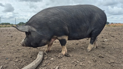 Ein schwarzes Schwein steht auf einer eingezäunten Fläche und hält seinen Kopf dicht über den Boden.