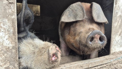 Zwei Schweine strecken ihre Köpfe durch eine Öffnung eines Unterstands aus Beton.