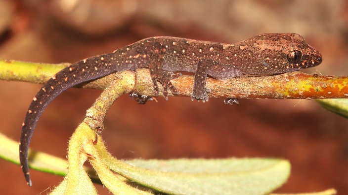 Ein Gecko der Art Bavayia exsuccida ist auf dem Bild zu sehen.