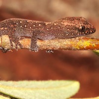 Ein Gecko der Art Bavayia exsuccida ist auf dem Bild zu sehen.