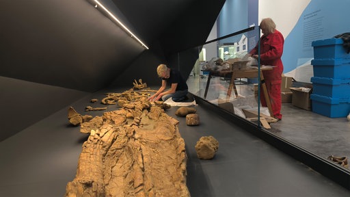 Fossile Knochen des Kervenheimer Wals liegen in einer Vitrine, während zwei Personen im Ausstellungsraum daran arbeiten.