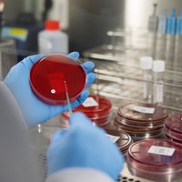 Hände in blauen Handschuhen beimpfen eine Petrischale mit rotem Nährboden im Labor.