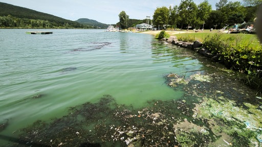 Im SchiederSee gibt es Blaualgen und Wasserpest.