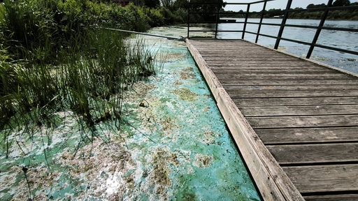 Es gibt Blaualgen und Wasserpest rund um einen Steg im SchiederSee.