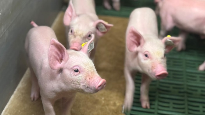 Ferkel im Schweinebetrieb