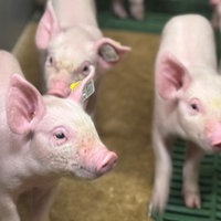 Ferkel im Schweinebetrieb