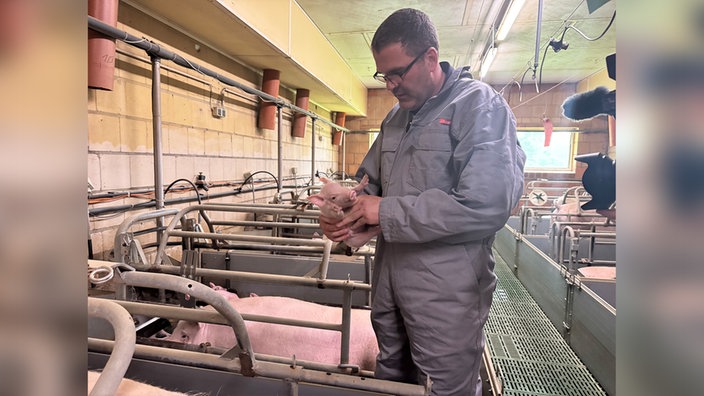 Bauer Schulze zur Wiesch hält in seinen Händen ein Ferkel in seinem Schweinebetrieb