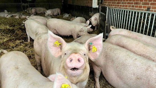Mehrere Schweine in der Haltung.