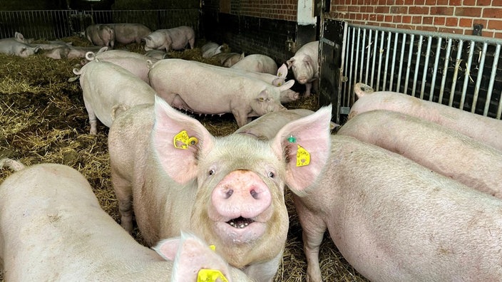 Mehrere Schweine in der Haltung.