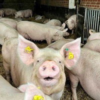 Mehrere Schweine in der Haltung.