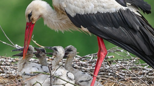 Ein Storch füttert vier Junge in einem Storchennest.