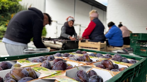 Kartons mit Pflaumen und im Hintergrund Menschen, die diese einsortieren