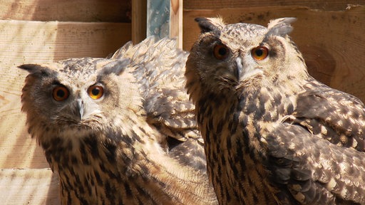 Zwei Uhus im Tierpark Herford.