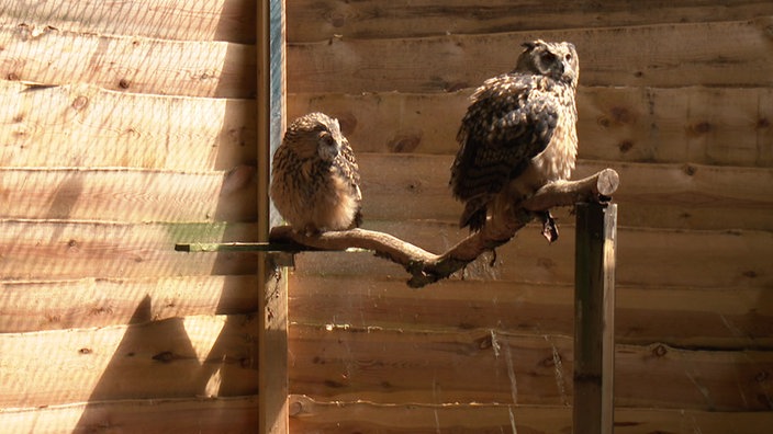 Zwei Uhus im Tierpark Herford auf einem Ast.