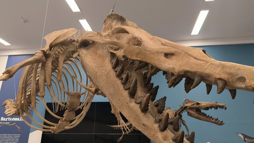 Walskelett im Lippischen Landesmuseum, hängt von der Decke
