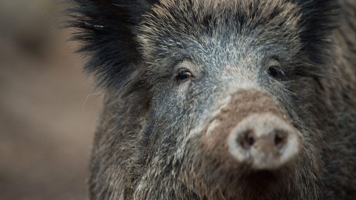 Ein Wildschwein von Nahem
