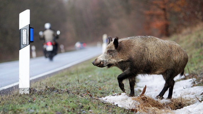 Ein Wildschwein steht am Straßenrand, im Hintergrund ist ein Motorrad
