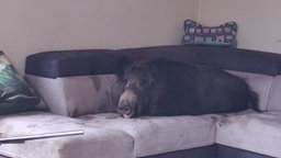 Ein WIldschwein liegt auf dem Sofa in einem Wohnhaus