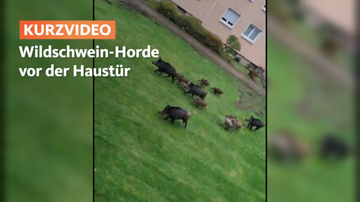 In Hagen laufen Wildschweine am hellichten Tag mitten durch eine Wohnsiedlung. Die Tiere verlieren zunehmend die Scheu vor den Menschen. 