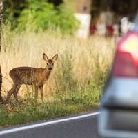 Ein Reh steht am Straßenrand, während ein PKW vorbeifährt