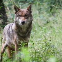 Eekholt: Eine ausgewachsener weiblicher Wolf steht in seinem Gehege im Tierpark