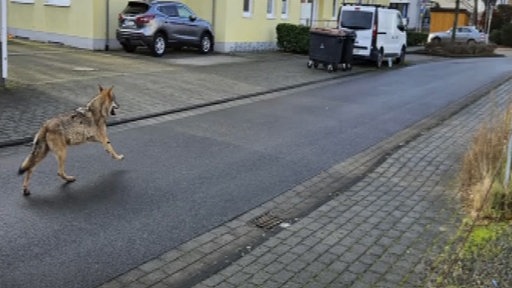 Wolf läuft durch Straße in der Stadt