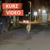 Wolf läuft durch Innenstadt von Lüdenscheid