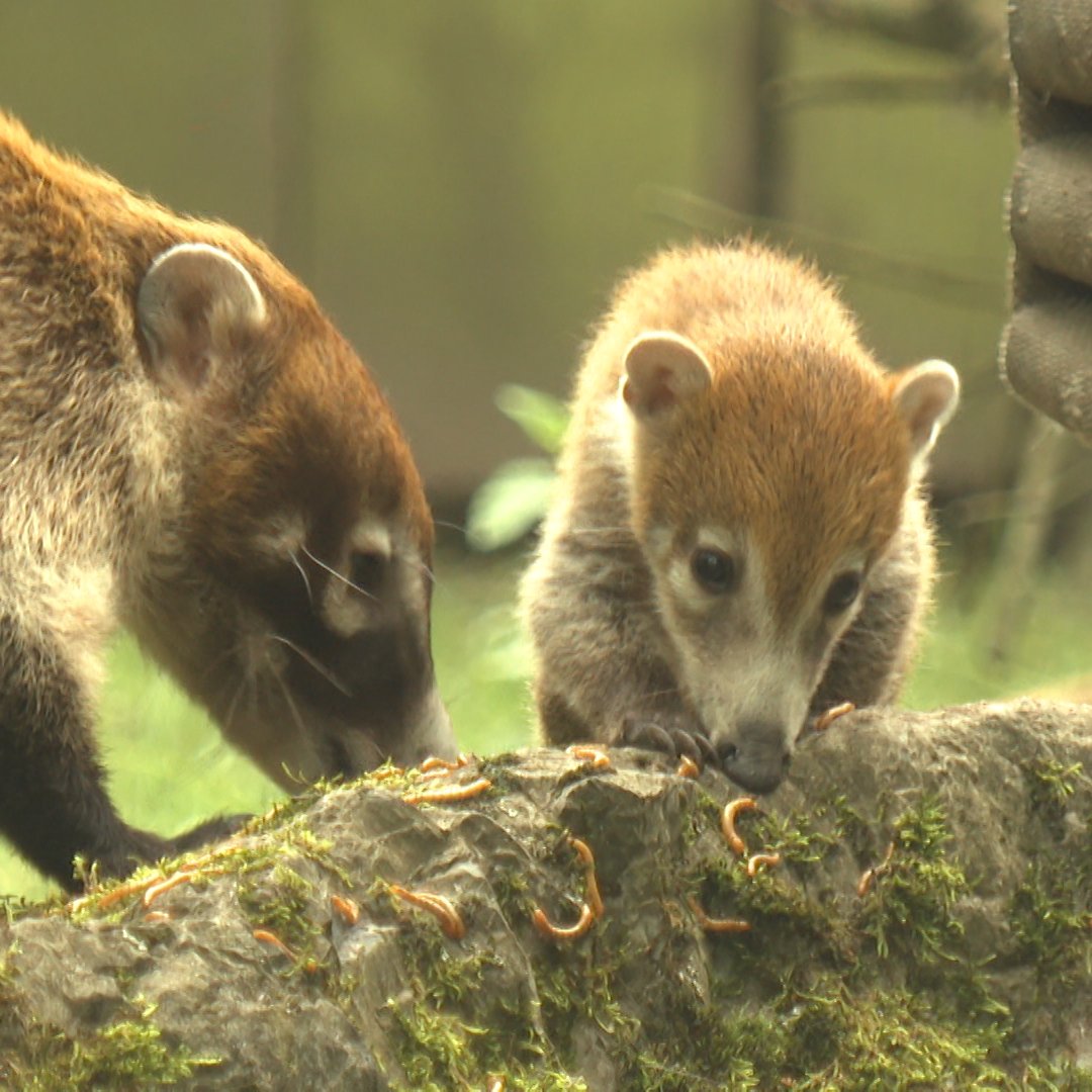 Nasenbären entdecken ihr Zuhause im Zoo Münster | Video | Tn