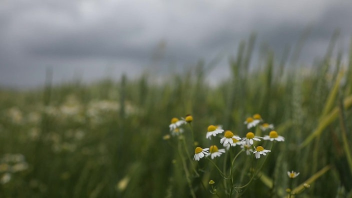 Margeriten blühen, im Hintergrund graue Wolken