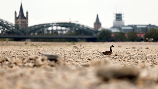 Eine Kanadagans scheint im ausgetrockneten Flussbett des Rheins auf Steinen zu schwimmen. 