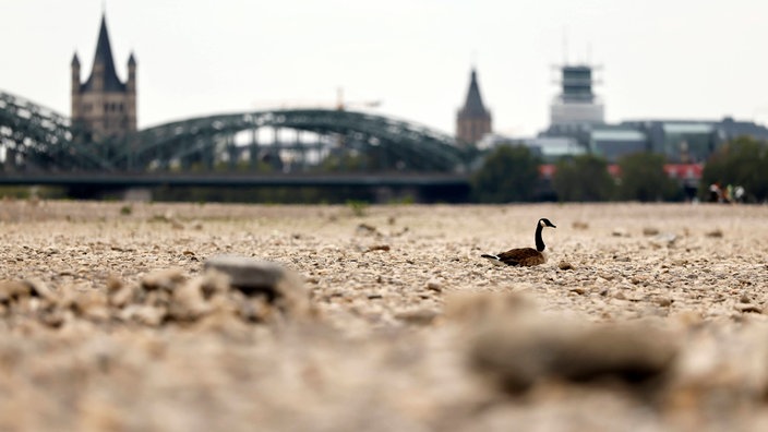 Eine Kanadagans scheint im ausgetrockneten Flussbett des Rheins auf Steinen zu schwimmen. 