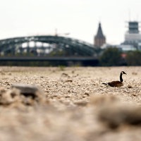 Eine Kanadagans scheint im ausgetrockneten Flussbett des Rheins auf Steinen zu schwimmen. 