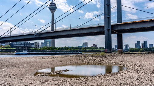 Vertrocknetes Flussbett und Tümpel mit Restwasser am Rheinufer in Düsseldorf