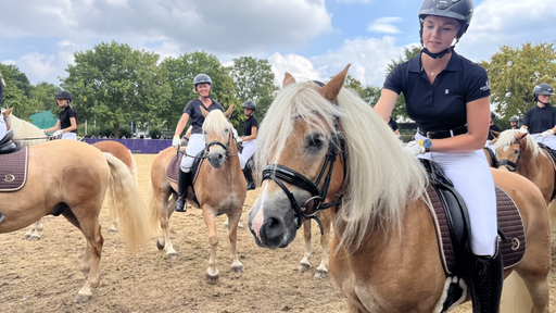 Junge Damen in Reitsportkleidung reiten Hafflinger auf einem Sandplatz.