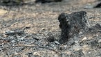 Ein verkohlter Baumstumpf im Hürtgenwald