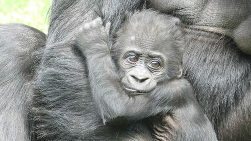 Ein Gorilla-Baby klammert sich an den Arm seiner Mutter