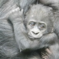 Ein Gorilla-Baby klammert sich an den Arm seiner Mutter