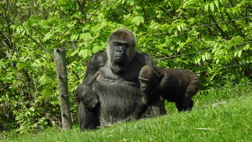 Ein Gorilla sitzt mit einem jüngeren Tier im Gehege