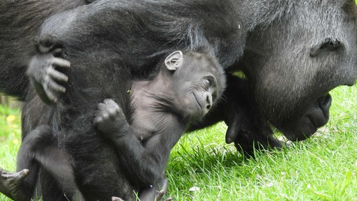 Ein Gorilla Baby klammert sich an den Arm eines erwachsenen Gorillas