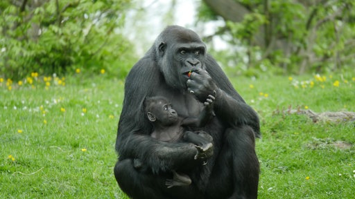 Eine Gorilla-Mutter frisst, mit ihrem Baby im Arm