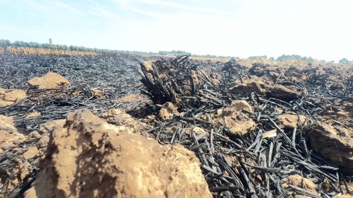 Komplett verbrannte, schwarze Pflanzenreste liegen auf einem Feld.