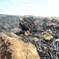 Komplett verbrannte, schwarze Pflanzenreste liegen auf einem Feld.