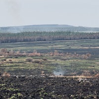 Eine von Feuer zerstörte Landschaft