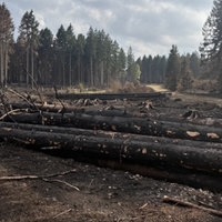 mehrere verkohlte Baumstämme liegen an einem Weg, dahinter erstreckt sich eine Lichtung mit teilweise verkohlten Bäumen