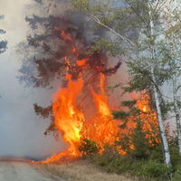 Lodernder Waldbrand an einem Weg im Hürgenwald