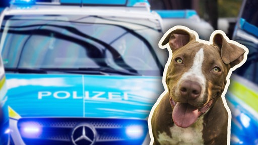 Collage: Im Vordergrund ist ein Hund, im Hintergrund ein Polizeiauto