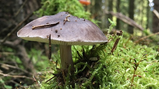 Pilze in Aachen und der Region