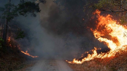 Flammen sind am Rand eines Waldwegs im Hürtgenwald zu sehen
