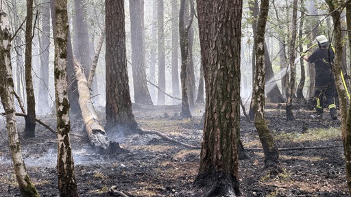 Ein Feuerwehrman stapft mit Wasserschlauch durch den angekohlten Wald
