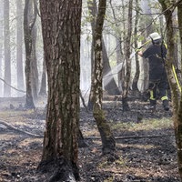 Ein Feuerwehrman stapft mit Wasserschlauch durch den angekohlten Wald